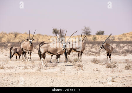 A group of Gemsbok antelope in Southern African savannah Stock Photo