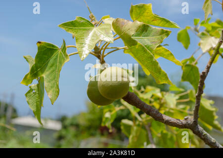 Candlenut On Branch Stock Photo