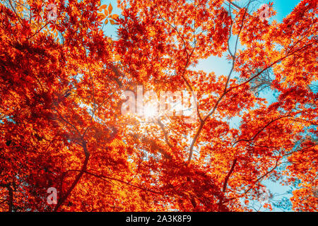 Autumn Sun Shining Through Canopy Of Tall Maple Tree Wood. Sunlight In Forest, Summer Nature. Upper Branches Of Deciduous Trees Background. Nobody. En Stock Photo