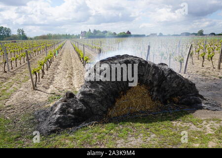 hay bale burning for protection against the frost during new growth on the vine in the Loire Valley, France Stock Photo