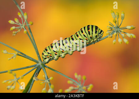 The king's garden, portrait of Swallowtail caterpillar (Papilio machaon)