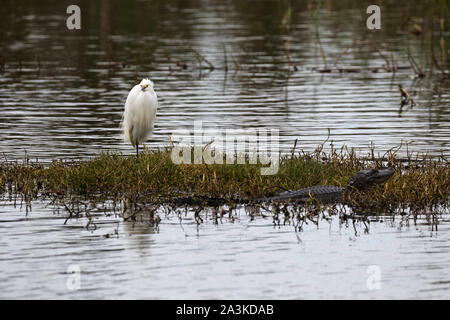 Snowy egret Egretta thula and American alligator Alligator mississipiensis on mat of vegetation in Shoveler Pond, Anahuac National Wildlife Refuge, Te Stock Photo