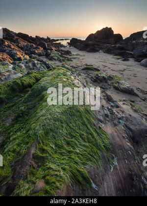 Rocks encrusted with seaweed and lichen on the beach at Kinnagoe Bay at sunrise, Inishowen Peninsula, Co Donegal, Ireland Stock Photo