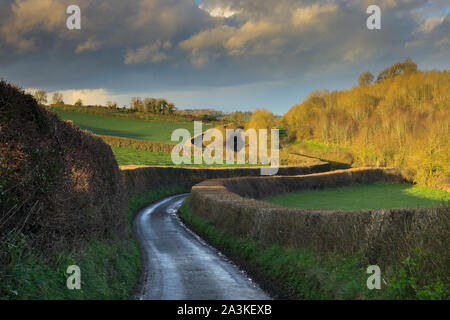 Spring; a country lane on the way to Milborne Wick, Somerset, England, UK Stock Photo