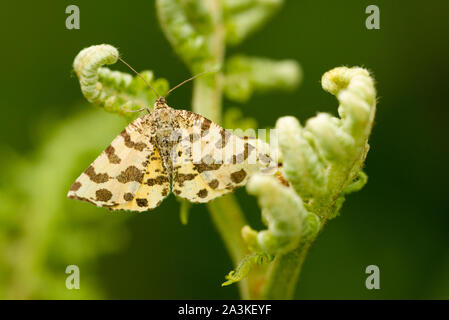 Speckled Yellow moth (Pseudopanthera macularia) on a frond of braken in the Quantock Hills, Somerset, England. Stock Photo