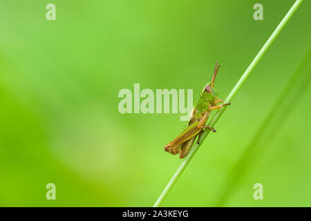 A Meadow Grasshopper (Chorthippus parallelus) nymph on a grass stem in early summer in the Quantock Hills, Somerset, England. Stock Photo