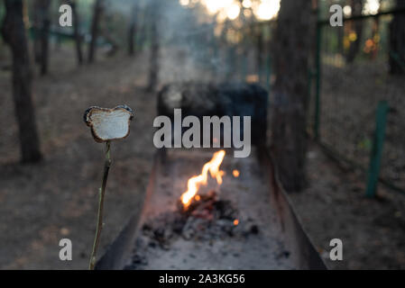 Marsh Mellow at the stake. marsh mellows on wooden skewers toasting over wood flames. Marshmallows in the form of a bear fried at the stake in the for Stock Photo