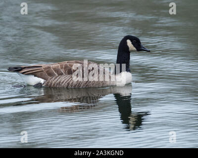 Canada goose Branta canadensis swimming on Brockbank Lake, Langford Lakes Nature Reserve, Wiltshire Wildlife Trust Reserve, Steeple Langford, Wiltshir Stock Photo