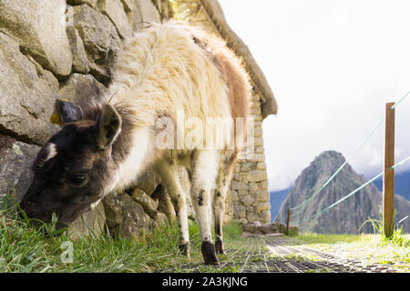 Llama in Machu Picchu - Llama grazing at Machu Picchu citadel with the Huayna Picchu mountain in the background. Stock Photo