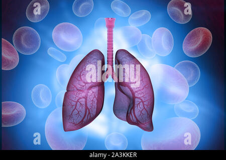 Human lungs anatomy. 3d illustration Stock Photo