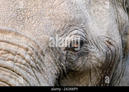 eye of an African elephant Stock Photo