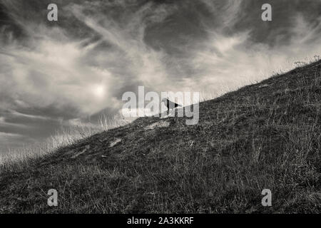 A bird, Corvid, walking down a hill in Somerset. Stock Photo