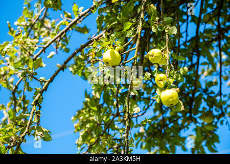 crab apples in a Peak District field against a blue sky Stock Photo