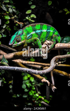 panther chameleon (Furcifer pardalis) perched on a branch Stock Photo