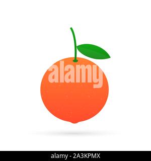 Grapefruit. A whole grapefruit and a cut.  Vector stock illustration. Stock Vector