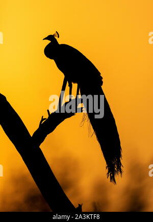 Peacock silhoutte, Bharatpur, Rajasthan, India Stock Photo