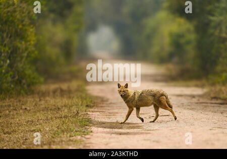 Indian Jackal, Canis aureus, Bharatpur, Rajasthan, India Stock Photo