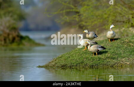 Bar-headed geese, Anser indicus, Bharatpur, Rajasthan, India Stock Photo