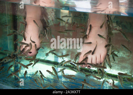 Flock of Doctor fish cleaning female feet. Garra rufa or red garra fish Stock Photo