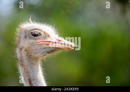 Common ostrich (Struthio camelus) with curious look, staring at camera. Copy space. Stock Photo