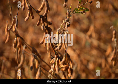 rural idyllic scene of ripe brown soybeans in field during autumn, ready to harvest brown soy beans field without leaves and defocused background Stock Photo