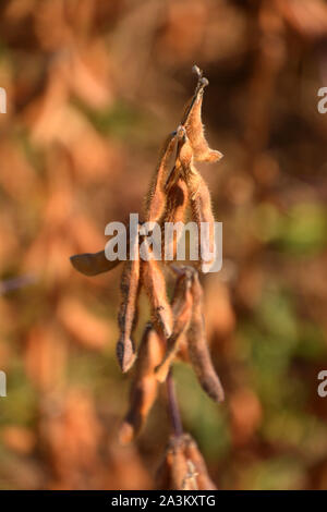 close-up of clycine max in field during autumn before harvest, ready to harvest brown soy beans field without leaves and defocused background Stock Photo