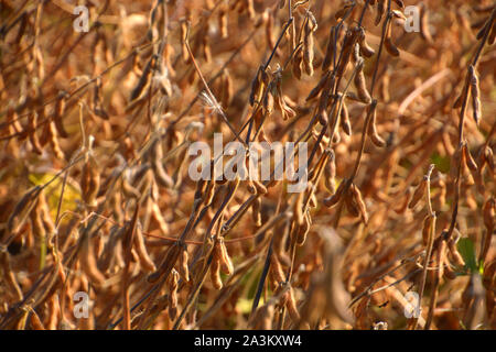 ready to harvest brown soya bean field without leaves and defocused background, soybeans in field during autumn before harvest Stock Photo