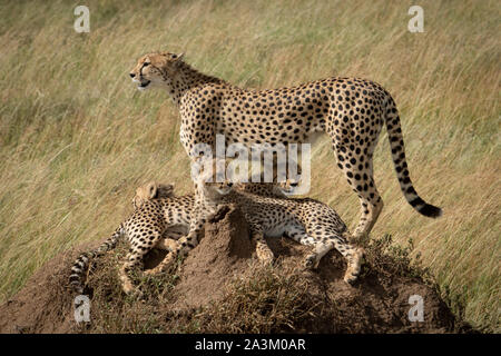 Cheetah stands over cubs on termite mound Stock Photo