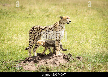 Cheetah stands on termite mound with cub Stock Photo