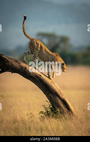 Cheetah walks down bent tree in grassland Stock Photo