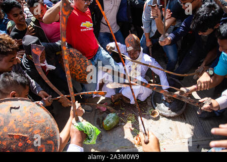 Bhaktapur, Nepal. 09th Oct, 2019. Nepalese Hindu Devotees cuts Kubhindo as a part of Khadga Jatra during Dashain at Thimi, Nepal on October 9, 2019. (Photo by Rojan Shrestha/Pacific Press) Credit: Pacific Press Agency/Alamy Live News Stock Photo