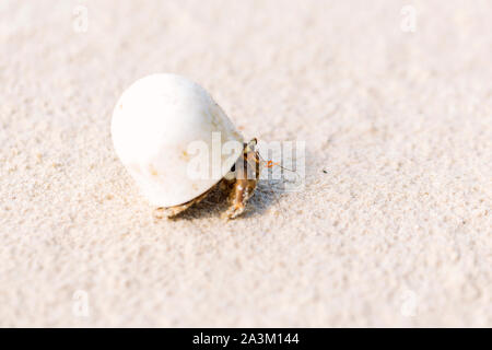 Hermit crabs that use human waste as habitat. Stock Photo