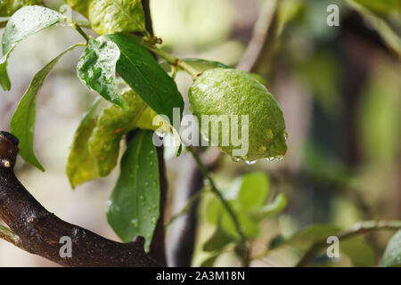 Green fresh lime hanging on tree with rain drops, closeup Stock Photo