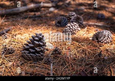 Many pine cones lying on ground covered with needles in late afternoon sun light Stock Photo