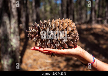 Big, open pine cone lying on woman's hand. Beautiful summer afternoon in forest with dancing shadows between the trees. Stock Photo