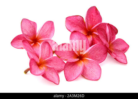 beautiful red plumeria rubra flower isolated on White background Stock Photo