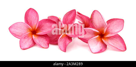 beautiful red plumeria rubra flower isolated on White background Stock Photo