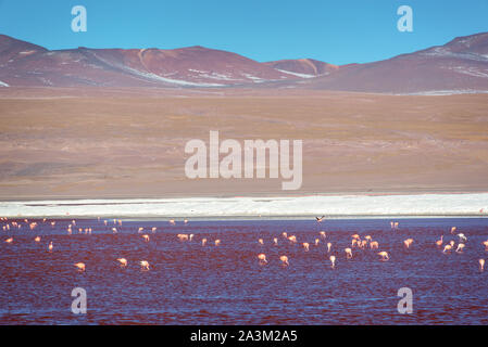 Flamingos on Laguna Colorada, colorful salt lake in Sur Lipez province, Potosi, Bolivia Stock Photo