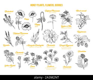 Blooming flowers poster free hand illustrations set. Honey plants with titles yellow cliparts. Botanical sketches with calligraphy. Monochrome floral blossom and engraved berries design collection Stock Vector