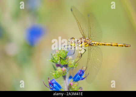 Vagrant darter (Sympetrum vulgatum) a common dragonfly rests on viper's bugloss (Echium vulgare) or blueweed. Stock Photo