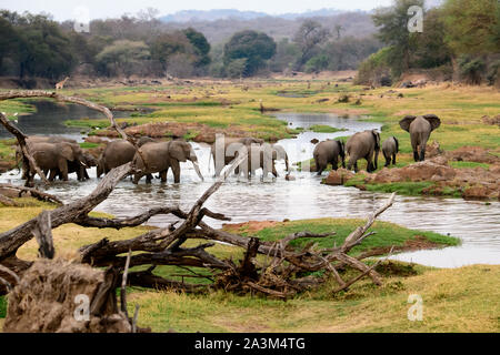 African elephants enjoying the Jongomero river in the Ruaha and its surroundings Stock Photo