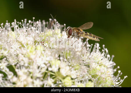 Hoverfly - Melangyna compositarum/labiatarum Female feeding on Umbelifer flower Stock Photo