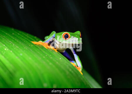 red eyed tree frog on a plant Stock Photo