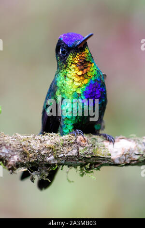 Fiery throated hummingbird resting on a branch Stock Photo