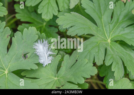 Small white feather fallen on garden leaf. Metaphor light as a feather, isolated, isolation, all alone, delicate, bird life. Single feather. Stock Photo