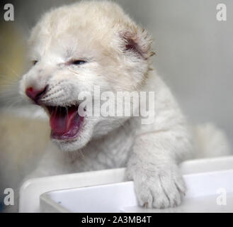 Jinan, China's Shandong Province. 9th Oct, 2019. A newborn white lion cub is pictured at Wild World Jinan, a wildlife park in Jinan, capital of east China's Shandong Province, Oct. 9, 2019. A white lion mother gave birth to a pair of twin cubs on Oct. 2 at Wild World Jinan. The two newborn cubs, a male and a female, are in good health condition and will meet public visitors following an observation period. The white lion is a rare wildlife species mostly found in southern Africa. Credit: Wang Kai/Xinhua/Alamy Live News Stock Photo