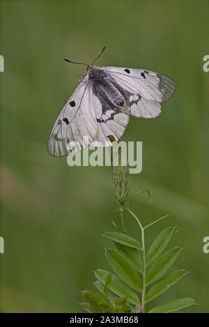 Clouded Apollo (Parnassius mnemosyne) black and white butterfly spreading its wings to catch the first sunrays.
