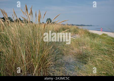 Close-up of dune grass with the blurred Baltic Sea beach in the background Stock Photo