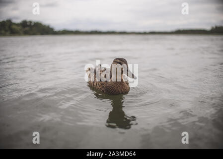 duck on the lake Stock Photo