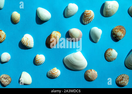 Pattern of colorful sea shells on blue background. Top view Stock Photo